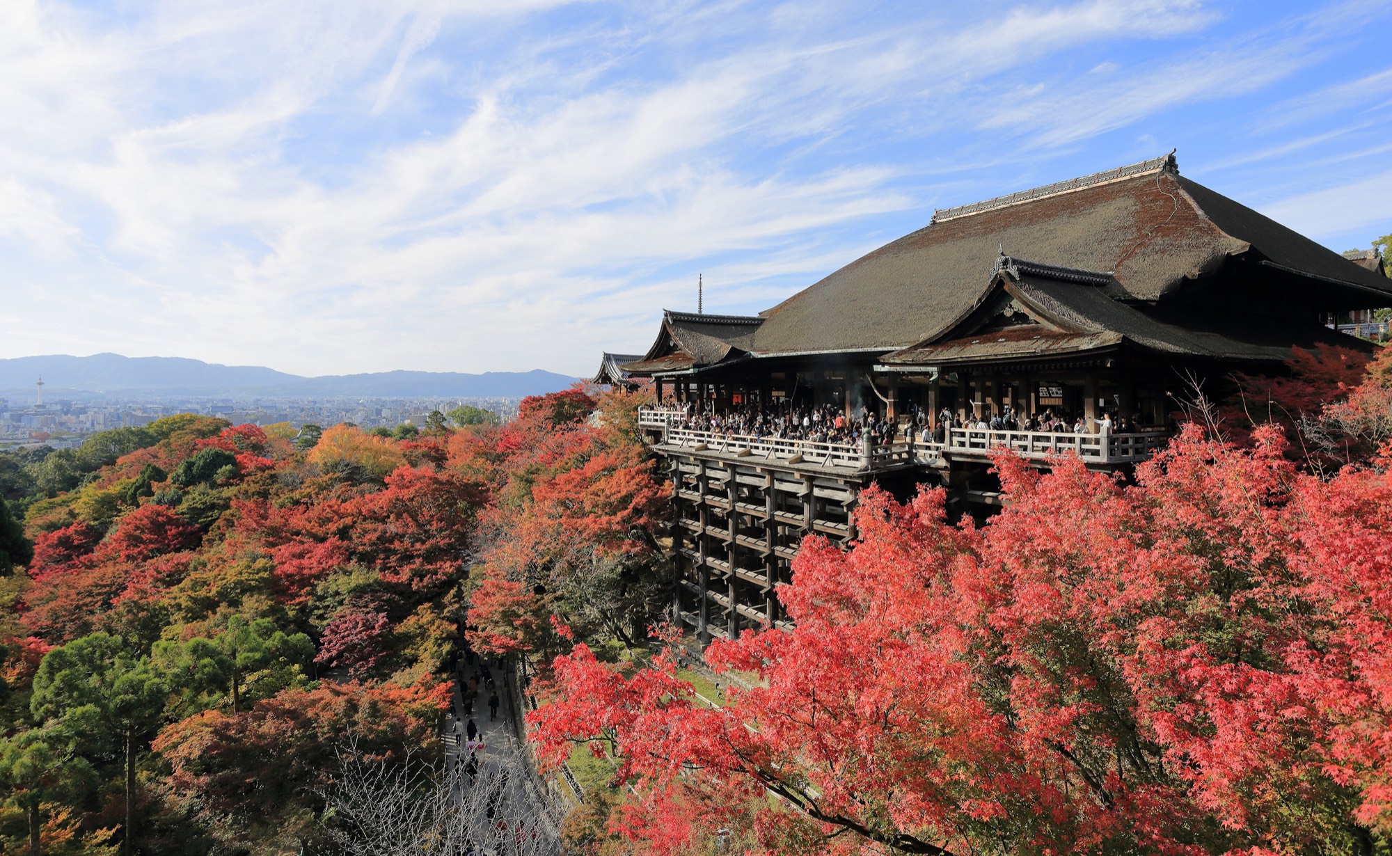 Kiyomizu-dera in Kyoto, its terrace above maples in full autumn colour.